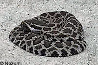 southern pacific rattlesnake