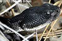 southern pacific rattlesnake