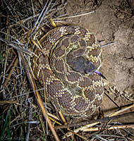 southern pacific rattlesnake