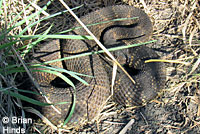 southern pacific rattlesnake