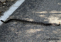 southern pacific rattlesnake