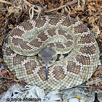 southern pacific rattlesnake