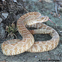 southern pacific rattlesnake