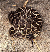 southern pacific rattlesnake