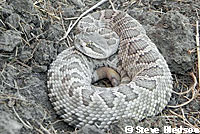 southern pacific rattlesnake