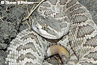 southern pacific rattlesnake