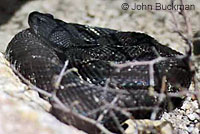 southern pacific rattlesnake