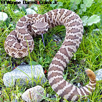 southern pacific rattlesnake