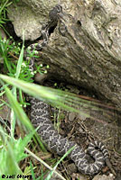 southern pacific rattlesnake