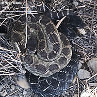 southern pacific rattlesnake