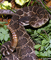 southern pacific rattlesnake