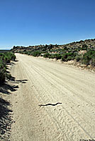 southern pacific rattlesnake