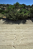 southern pacific rattlesnake