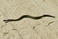 southern pacific rattlesnake