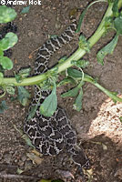 southern pacific rattlesnake