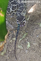 southern pacific rattlesnake