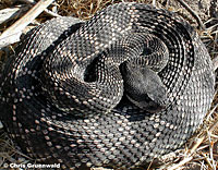 southern pacific rattlesnake