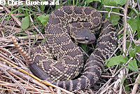 southern pacific rattlesnake