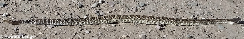 southern pacific rattlesnake