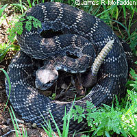 southern pacific rattlesnake