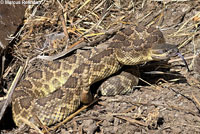 southern pacific rattlesnake