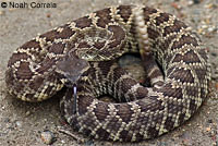 southern pacific rattlesnake