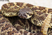 southern pacific rattlesnake