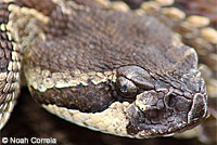 southern pacific rattlesnake