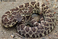 southern pacific rattlesnake