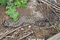 southern pacific rattlesnake