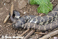 southern pacific rattlesnake