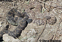 southern pacific rattlesnake