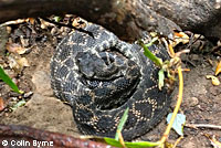 southern pacific rattlesnake