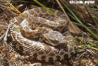 southern pacific rattlesnake