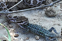 Great Basin Gopher Snake