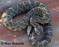 southern pacific rattlesnake