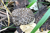 southern pacific rattlesnake