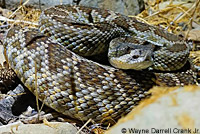 southern pacific rattlesnake