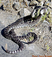 southern pacific rattlesnake