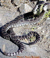 southern pacific rattlesnake