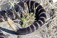 southern pacific rattlesnake