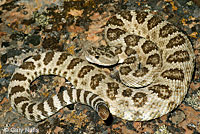 rattlesnake