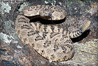 Great Basin Rattlesnake