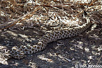 Great Basin Rattlesnake