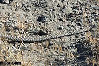 great basin rattlesnake