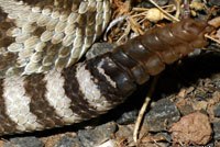 Great Basin Rattlesnake