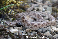 California Nightsnake