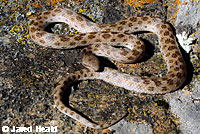 California Nightsnake