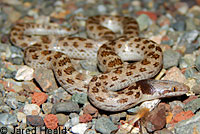 California Nightsnake