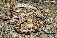 California Nightsnake